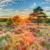 Schmidt Spiele Erwachsenenpuzzle>Heide im Sonnenuntergang - Puzzle 1000 Teile