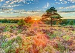 Schmidt Spiele Erwachsenenpuzzle>Heide im Sonnenuntergang - Puzzle 1000 Teile