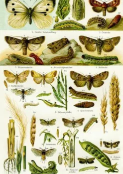 COPPENRATH SPG Geschenkbücher><noscript><img width=