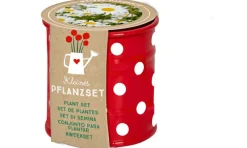 COPPENRATH SPG Geschenkideen>Kleines Pflanzset Weiße Margerite - Fröhliche Tupf