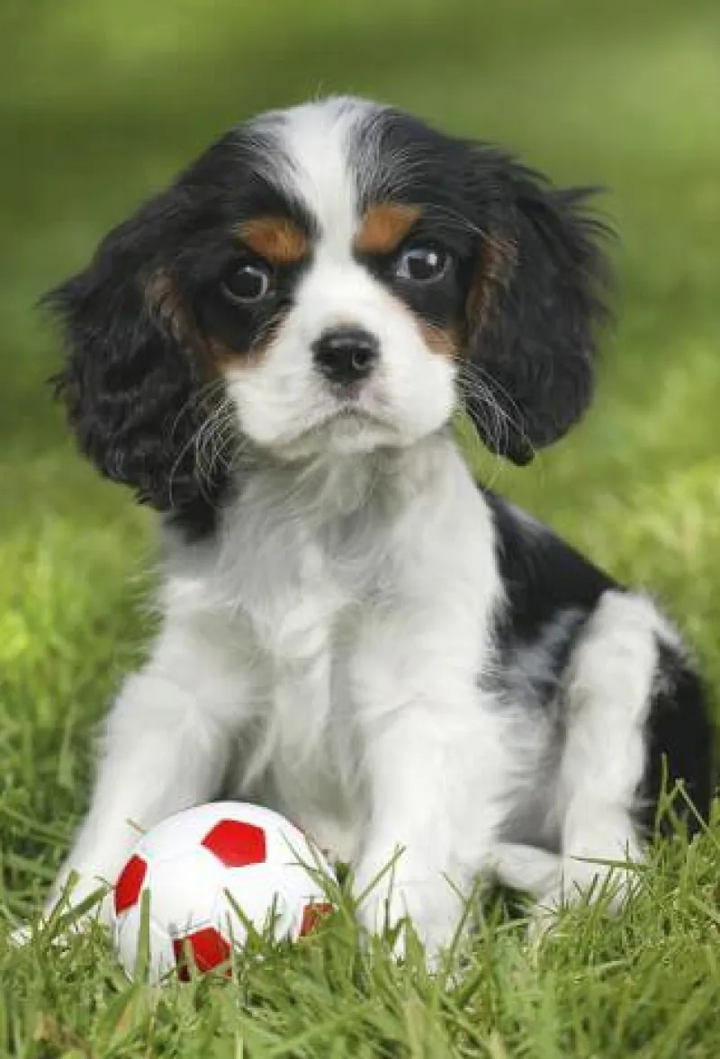 Schmidt Spiele Kleinkindpuzzle|Spielen>Meine liebsten Haustierbabys, 3 x 48 Teile