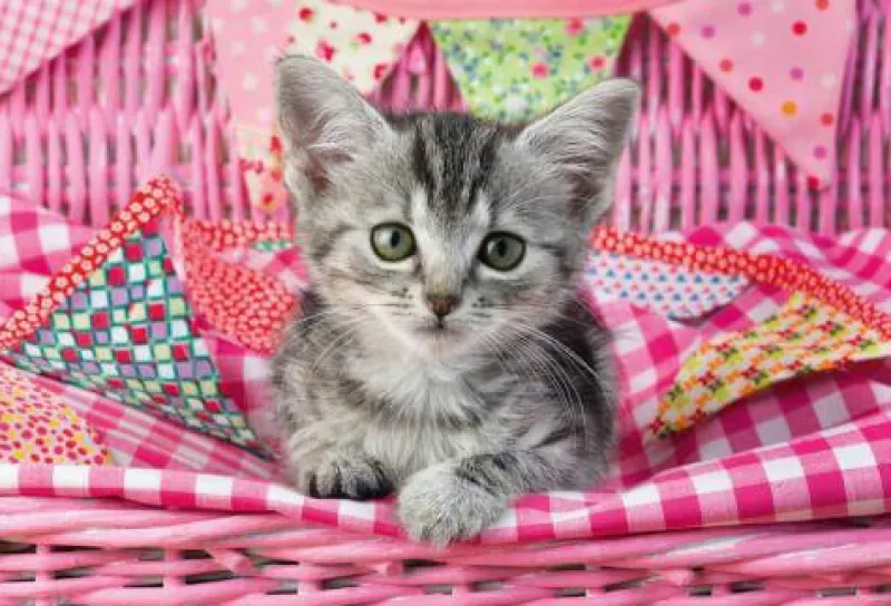 Schmidt Spiele Kleinkindpuzzle|Spielen>Meine liebsten Haustierbabys, 3 x 48 Teile