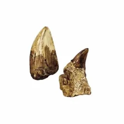 Moses Experimentieren><noscript><img width=