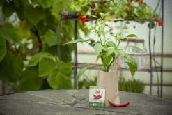 Die Stadtgärtner Geschenkideen>Minigarten Chili Fireflame