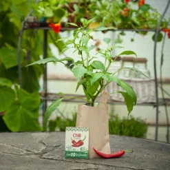 Die Stadtgärtner Geschenkideen>Saatgeschwister Minigarten Chili (Bio)