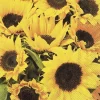IHR Servietten Und Serviettenringe|Servietten>SUNFLOWER FIELD Lunch-Servietten L 858000